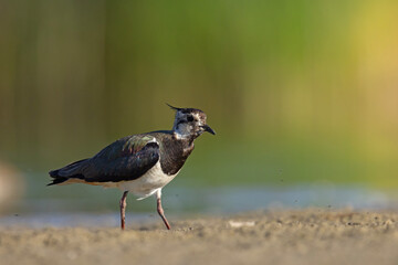 Czajka zwyczajna (Vanellus vanellus) z ozdobnym czubkiem na piaszczystym brzegu wody © Grzegorz