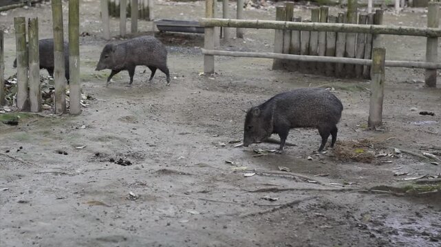 Collared Peccaries Walking Through Zoo Habitat in Colombia