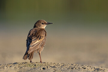 Młody szpak zwyczajny (Sturnus vulgaris) w brązowym upierzeniu na ziemi © Grzegorz