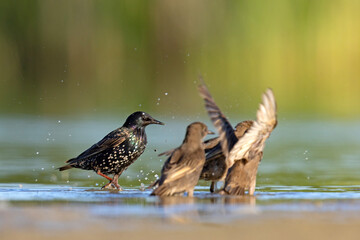 Dorosły, mieniący się szpak (Sturnus vulgaris) i kąpiące się młode ptaki w wodzie © Grzegorz