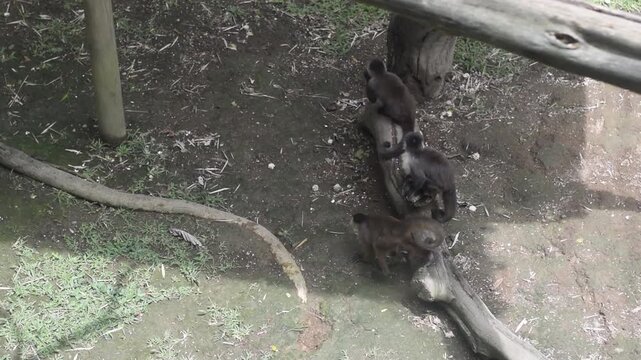 White Faced Capuchin Monkeys Walking and Playing in Zoo Enclosure