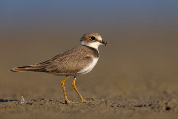 Młoda sieweczka rzeczna (Charadrius dubius) na piaszczystym, błotnistym brzegu © Grzegorz