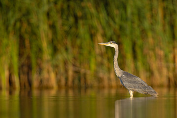 Czapla siwa (Ardea cinerea) brodząca w wodzie na tle trzcin © Grzegorz