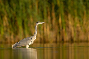 Czapla siwa (Ardea cinerea) brodząca w wodzie na tle trzcin © Grzegorz