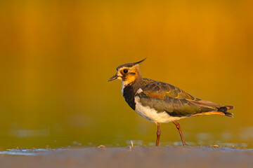 Czajka zwyczajna (Vanellus vanellus) z ozdobnym czubkiem na piaszczystym brzegu wody © Grzegorz