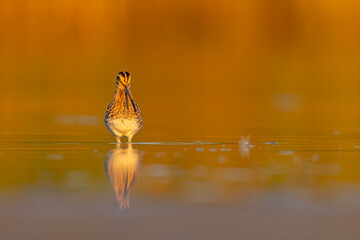 Kszyk zwyczajny (Gallinago gallinago) z długim dziobem w wodzie z odbiciem, złota godzina © Grzegorz