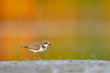Młoda sieweczka rzeczna (Charadrius dubius) na piaszczystym, błotnistym brzegu © Grzegorz