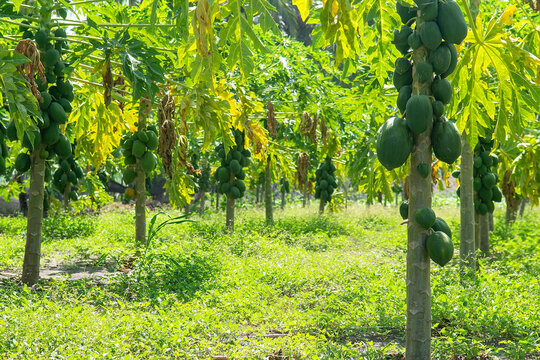 Papaya Plantation With Green Fruits In Maldives