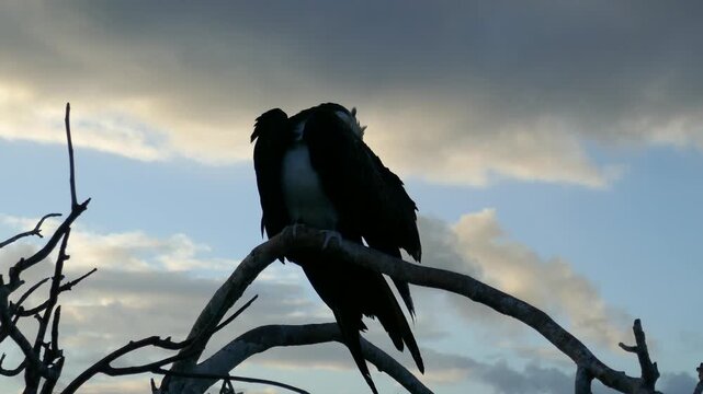 Female frigatebird preening feathers on small tree branch with moody sky in background overhead
