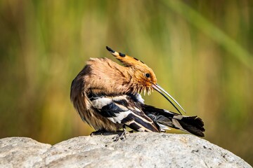 Eurasian hoopoe preening feathers on a sunlit rock © Zhaochen