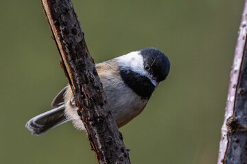 Black capped chickadee perched on tree trunk in forest © Zhaochen