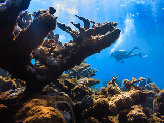 Scuba diver exploring a vibrant coral reef teeming with marine life. © Pete Niesen Photo