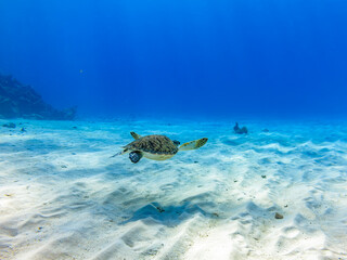Fototapeta premium Green sea turtle