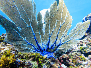 A large sea fan coral (Gorgonia ventalina) with blue polyps on a reef. © Pete Niesen Photo