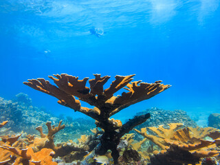 Divers explore a vibrant coral reef ecosystem with elkhorn coral (Acropora palmata) and various fish. © Pete Niesen Photo