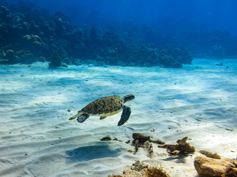 Green sea turtle