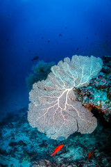 Large sea fan coral Gorgonia ventalina, attached to stone outcrop on coral reef with red coral cod fish © Pete Niesen Photo