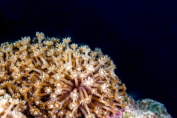 Closeup of hard coral polyp tenticals extended at night for filter feeding © Pete Niesen Photo