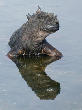 Marine iguana of Galapagos Islands resting with reflection on water surface