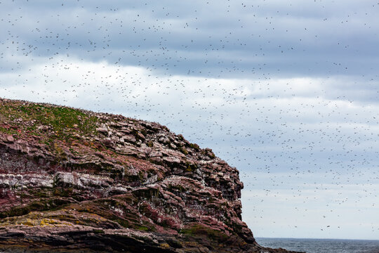 A flock of seabirds, likely murres (Uria aalge), swarm around a rocky cliff face.