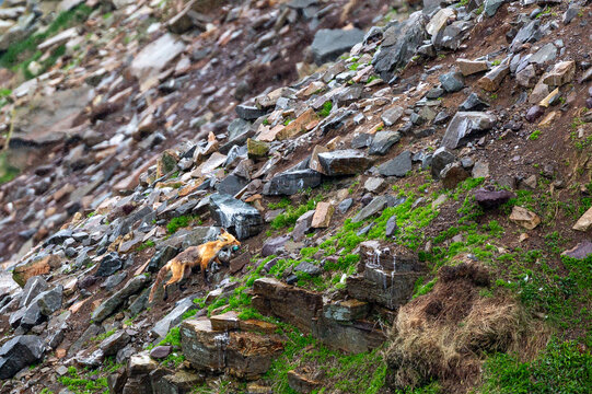 Red fox hunting gannet eggs on cliffside