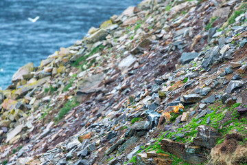 Fototapeta premium A fox on a rocky shore with the ocean in the background.