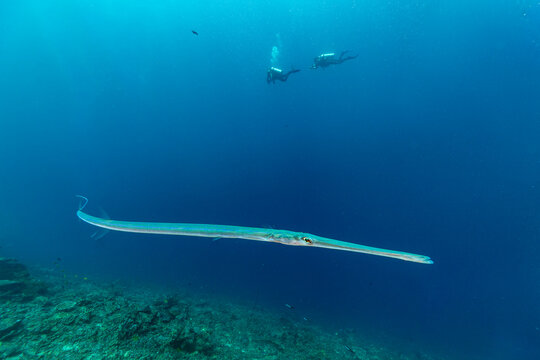 A trumpetfish swims near divers in the blue ocean.