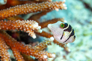 A pufferfish swims near coral. © Pete Niesen Photo