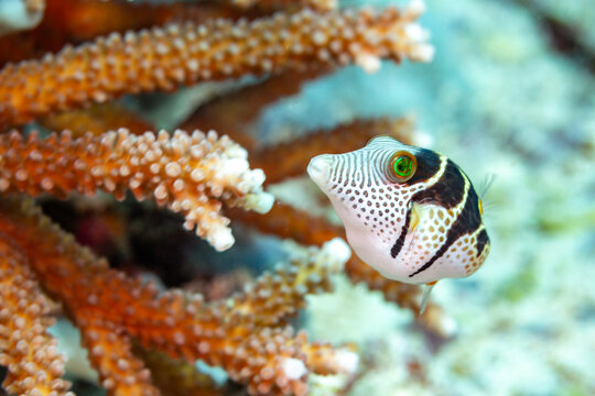 A pufferfish swims near coral.