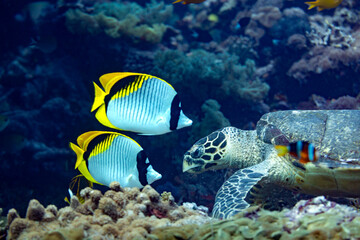 A Hawksbill sea turtle swims with butterflyfish near a coral reef. © Pete Niesen Photo