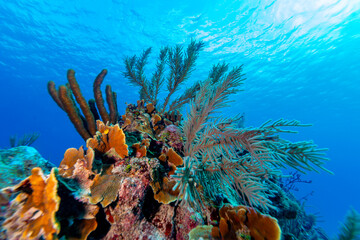 A vibrant coral reef ecosystem teeming with life under the clear blue ocean water. © Pete Niesen Photo