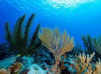 Underwater scene with coral and fish. © Pete Niesen Photo