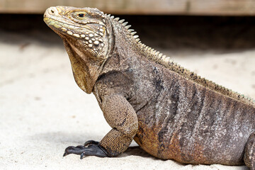 Fototapeta premium A Cuban rock iguana (Cyclura nubila) basks on sandy ground.
