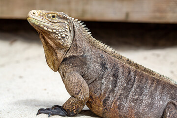 Fototapeta premium A rhinoceros iguana (Cyclura cornuta) basks in the sun on a sandy surface.