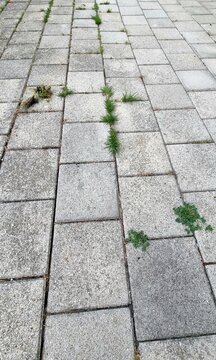 Grass paths that need cleaning by a gardener, gardening and garden maintenance, grass growing between the path tiles. 
