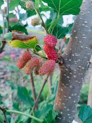 wild red mulberry on a tree © Adhi