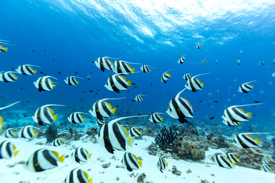 A school of Heniochus acuminatus, or longfin bannerfish, swims in clear blue ocean water over a coral reef.