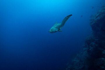 Naklejka premium Zebra shark, Stegostoma fasciatum, swimming through dark blue waters along a deep coral wall