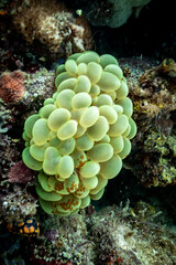 Close-up macro view of green Bubble Coral bunch, Plerogyra sinuosa, on coral reef © Pete Niesen Photo