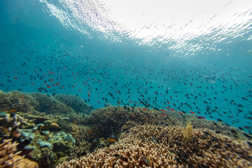 Large school of colorful fish swim above mixture of hard and soft corals on a tropical coral reef landscape © Pete Niesen Photo