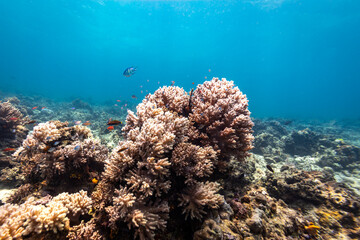 Soft pink branching coral head on the beautiful landscape of a tropical coral reef © Pete Niesen Photo
