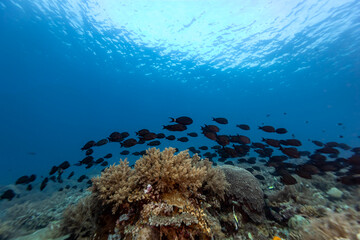 School of surgeon fish, Acanthurus bahianus, swim together over  soft coral reef © Pete Niesen Photo