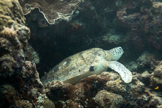 Green Sea Turtles, Chelonia mydas, sleeps in a crevice of a tropical coral reef