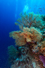 School of tiny colorful anthia fish, Anthias anthias, swim in clear blue waters just above their home on a tropical coral reef © Pete Niesen Photo