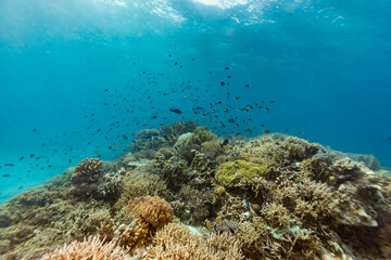 Obraz premium School of colorful anthia fish, Anthias anthias, swim in clear blue waters just above their home on a tropical coral reef