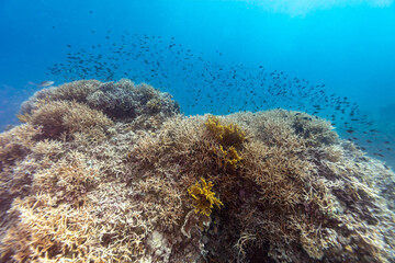 Obraz premium Healthy coral reef landscape with various hard corals