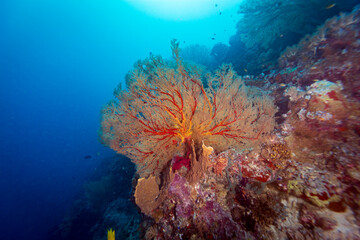 Healthy coral reef landscape with various hard corals © Pete Niesen Photo