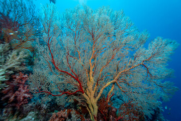 Giant colorful gorgonian sea fan corals spreads wide and feeds on plankton passing on currents over a  tropical coral reef © Pete Niesen Photo