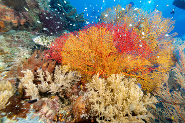 Giant colorful gorgonian sea fan corals spreads wide and feeds on plankton passing on currents over a  tropical coral reef © Pete Niesen Photo