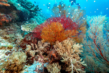 Giant colorful gorgonian sea fan corals spreads wide and feeds on plankton passing on currents over a  tropical coral reef © Pete Niesen Photo